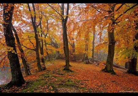 Dressed For the Season - trees, nature, season, autumn