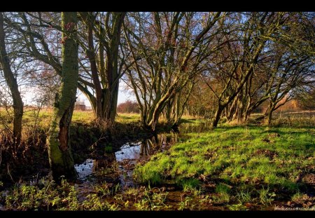 Mellow Meadow - field, trees, nature, morning