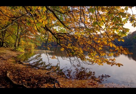 Autumn Pano - lake, trees, nature, autumn