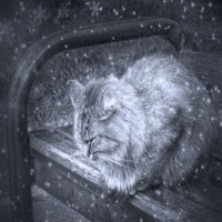 Winter Cat