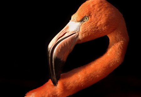 flamingo - flamingos, vienna, zoo, birds