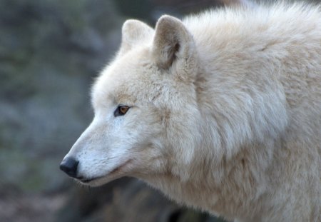 arctic wolve - zoo, arctic, vienna, wolve