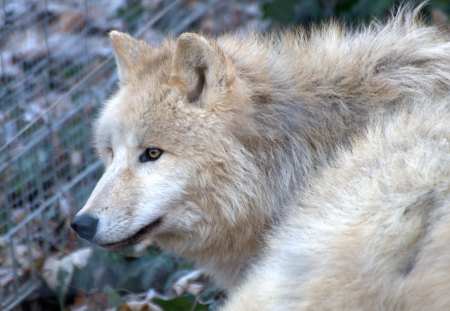 arctic wolve - vienna, arctic, wolve, zoo