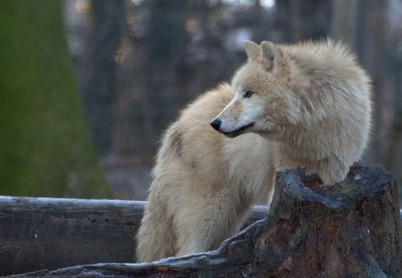 young arctic wolve - vienna, arctic, wolve, zoo