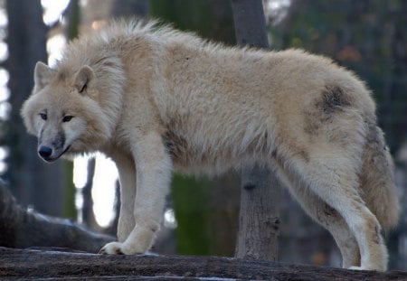 young arctic wolve - zoo, arctic, vienna, wolve