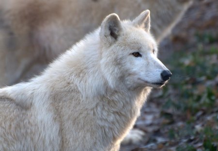 arctic wolve - vienna, arctic, wolve, zoo