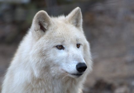 arctic wolve - vienna, arctic, wolve, zoo