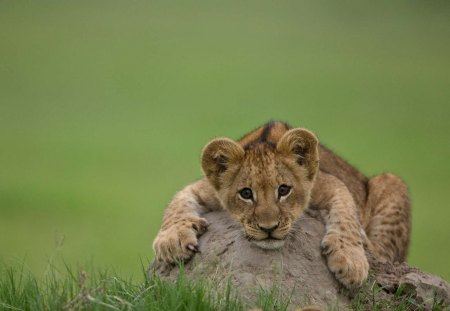 Lion - animal, king, lion, africa