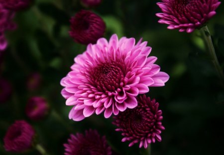 Flowers - nature, leaf, rose, flower