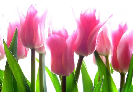 Pink-Tulip-Flowers - picture, pink, beautiful, tulips, flowers