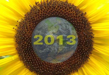 New-Year-2013 - wallpaper, 2013, sunflower, new-year