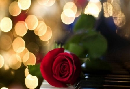 Red Rose - piano, red rose, beautiful, lights, flower