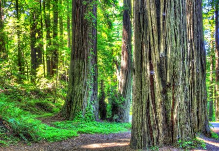 Avenue of giants 2 - pretty, avenue, magic, high, amazing, landscape, great, forest, splendid, old, color, trees, beautiful, colors, street, colorful, nature, green, old trees