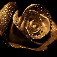 Golden Rose