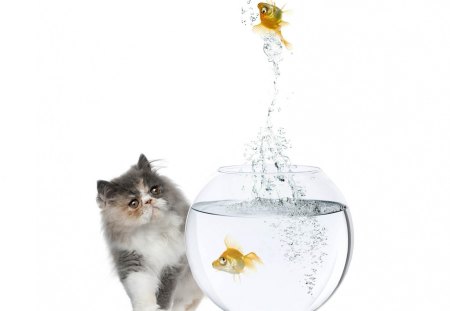 Fish-Jump-Bowl-Cat - bowl, fish-jump, cool, cat, wallpaper