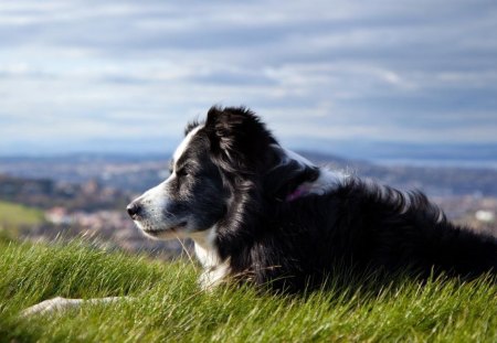 Australian sheperd - clouds, australian sheperd, blue sky, dog, grass, black, white, animal, nature, green