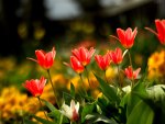 TULIP  GARDEN