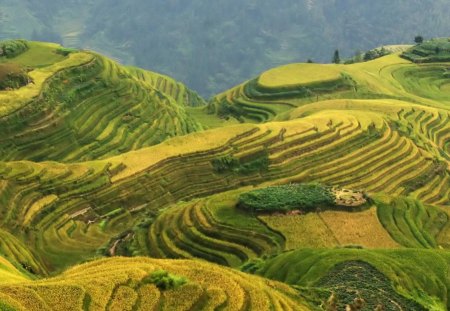 dragons backbone terraces in china - field, rice, terraces, hills