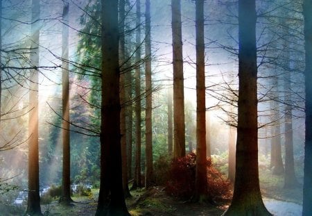 exotic old forest - old growth, forest, mist, sun rays