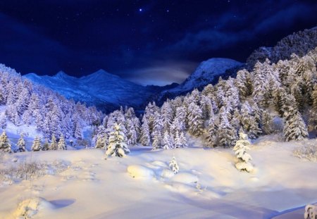 Winter in the mountain - winter, blue, snow, pine, mountain