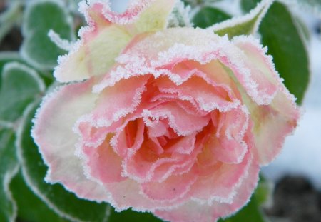 Frozen rose - nature, winter, frozen, rose, flower