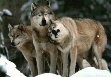 Wolf love - animal, winter, nature, wolf, love