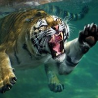 Tiger Under Water