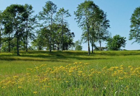 field - nature, field, trees, cool