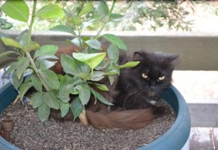 Mrs B - fluffy, black, fur family, love, cat, animals