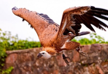 Vulture flying - flying, vulture, birds, tree