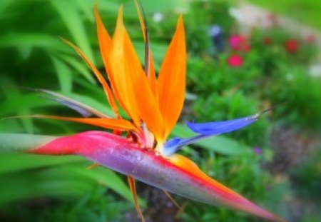 Bird of Paradise - colorful, flower, beautiful, bird of paradise