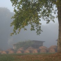 Fog on the Farm