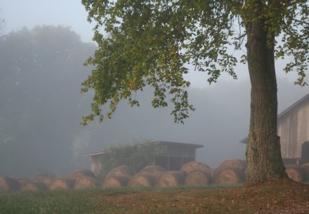 Fog on the Farm - fog, quiet, farm, hay