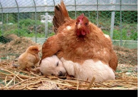 chicken hatched a puppy - feathers, pup, chick, chicken