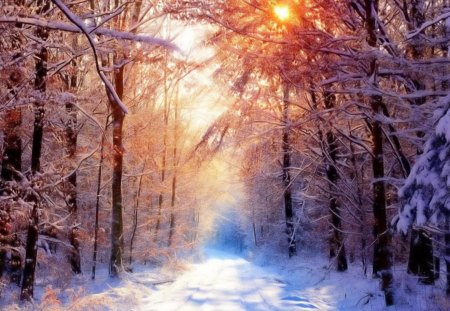 the most amazing winter landscape - path, winter, forest, sun