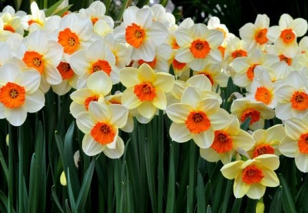 Flower - nature, leaf, flower