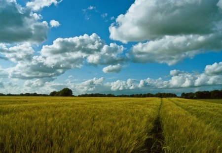 Cloudy - field, nature, cloudy, sky