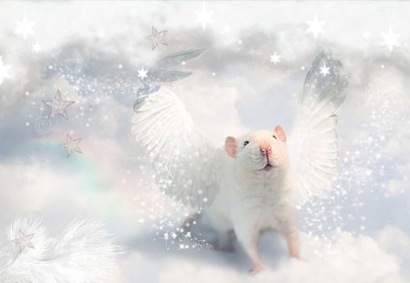 Hamster Angel - white, hamster, angel, heaven