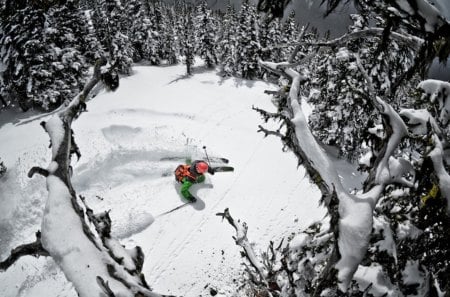 Ski Jumping - sport, jumping, snow, winter, tree, ski