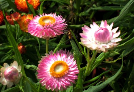 Helichrysum bracteatum