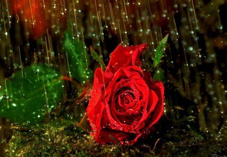 JANUARY RAIN - grden, water, image, rose, petals, green, drop, color, drops, sadness, rain, raindrops, wallpaper, bud, expression, nature, alone, red, beautiful, close-up, leaves, flowers, red rose, new, flower