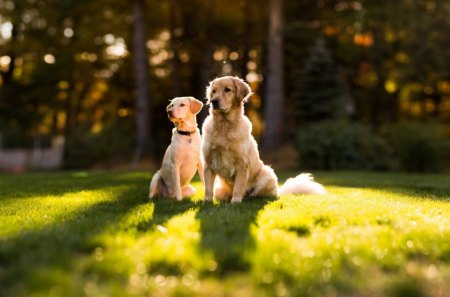 Dogs - beauty, animals, bubbles, dog face, face, pretty, dog, dogs, cute, puppy, adorable, lovely, pay, playful, beautiful, playful dog, sweet, puppies