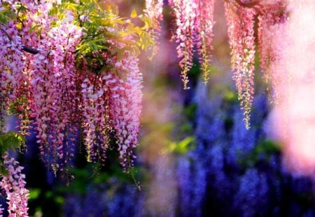 PINK WISTERIA - garden, blossoms, pink, wisteria