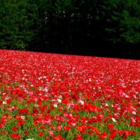 RED POPPY FIELD