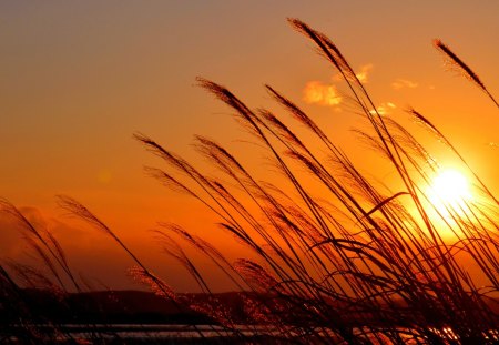 SUNSET GLOW - wheat, grass, sunset, nature