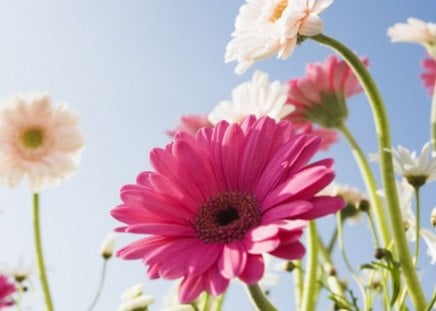 Blooming Field - flowers, blooming field, nature, daisy