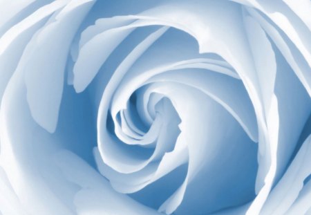 Fragile Rose - flowers, roses, fragile, blue