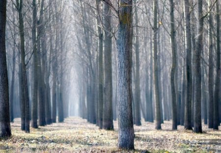 Trees - forests, trees, nature, beautiful