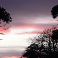 mushroom trees