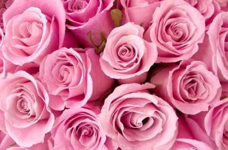 Pink Roses - roses, pink, beautiful, flowers, pink roses, nature